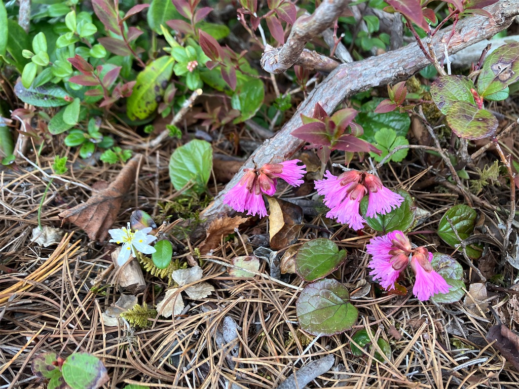 f:id:amefuri5kumanoko:20240618200600j:image