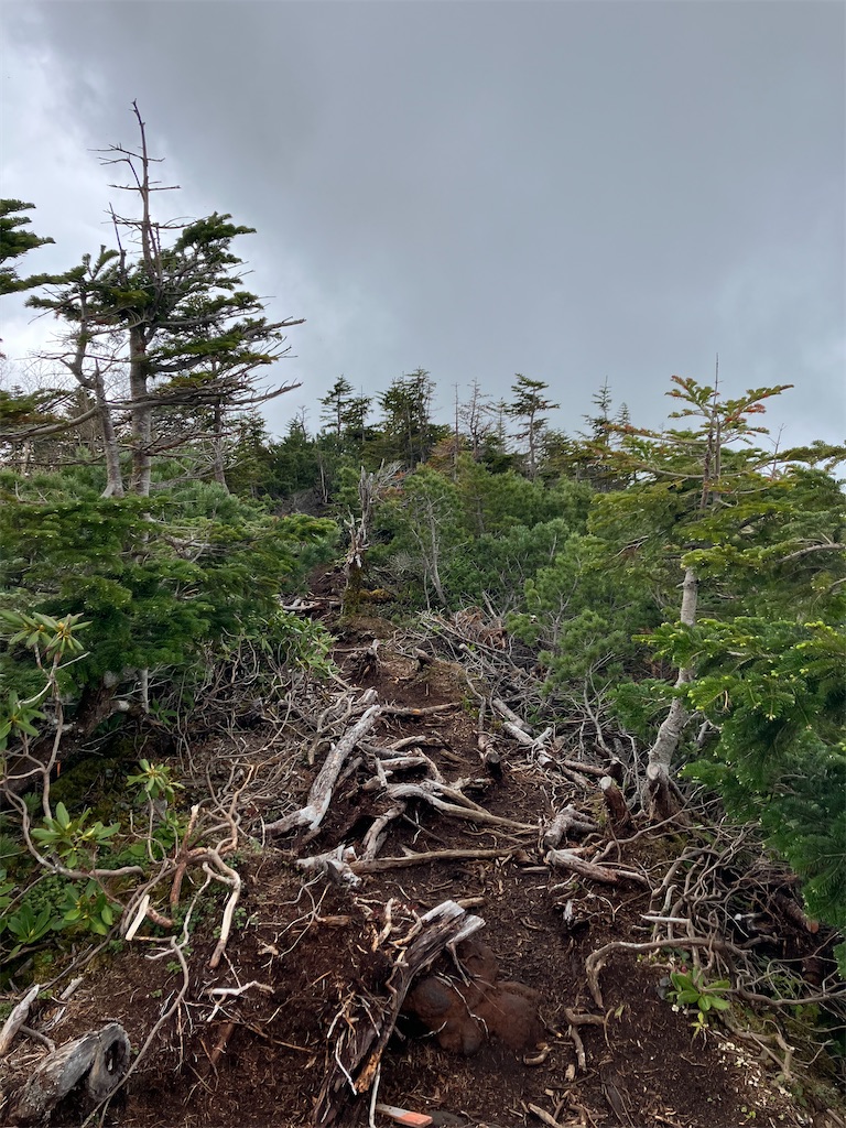 f:id:amefuri5kumanoko:20240618200608j:image