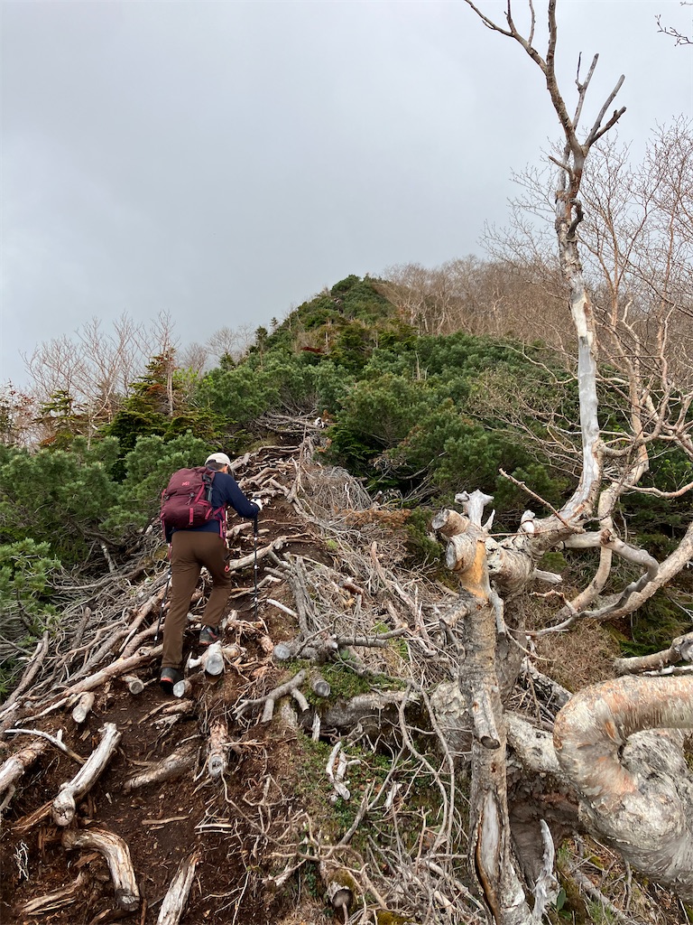 f:id:amefuri5kumanoko:20240618200618j:image