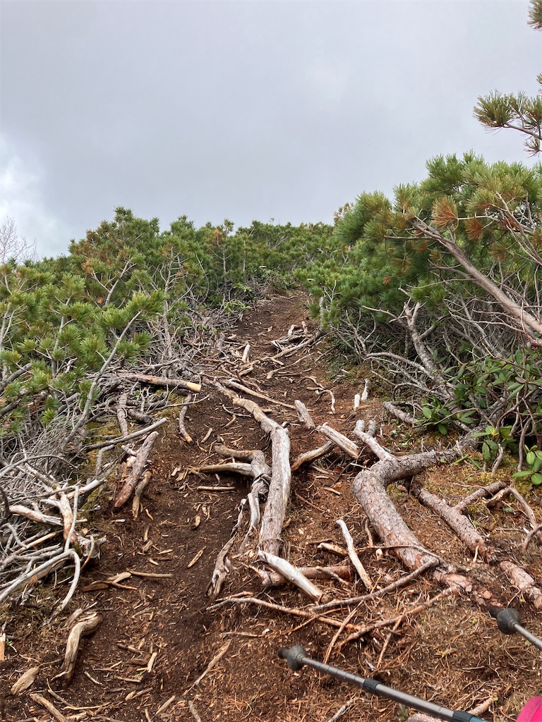 f:id:amefuri5kumanoko:20240618200621j:image