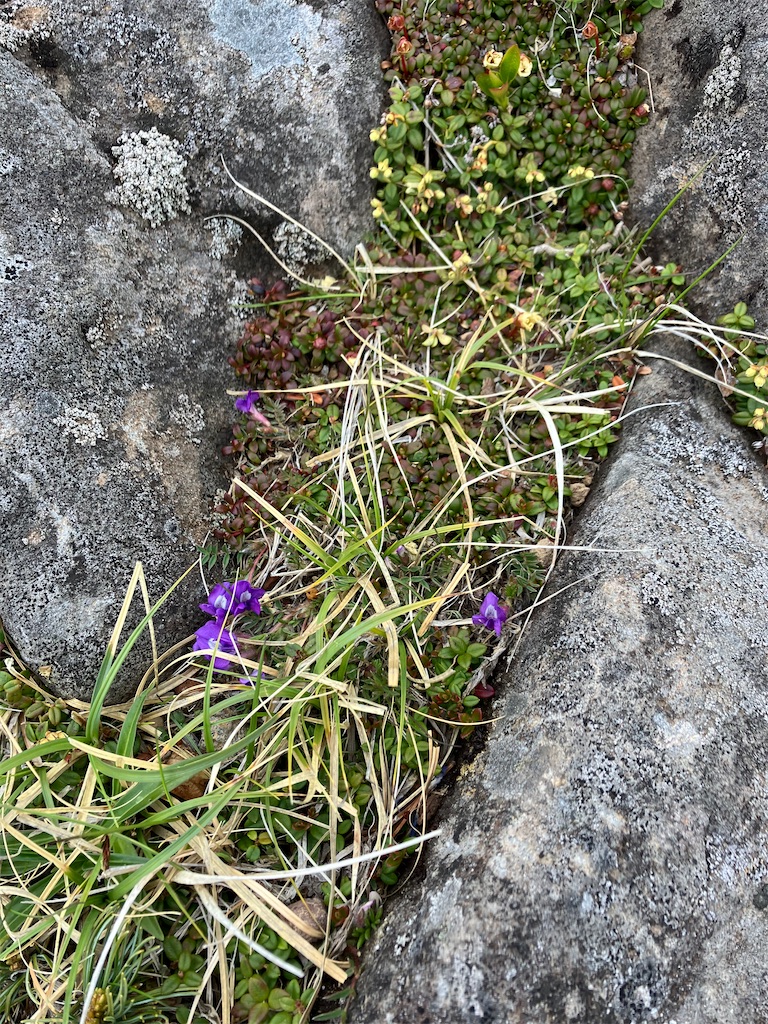 f:id:amefuri5kumanoko:20240618200722j:image