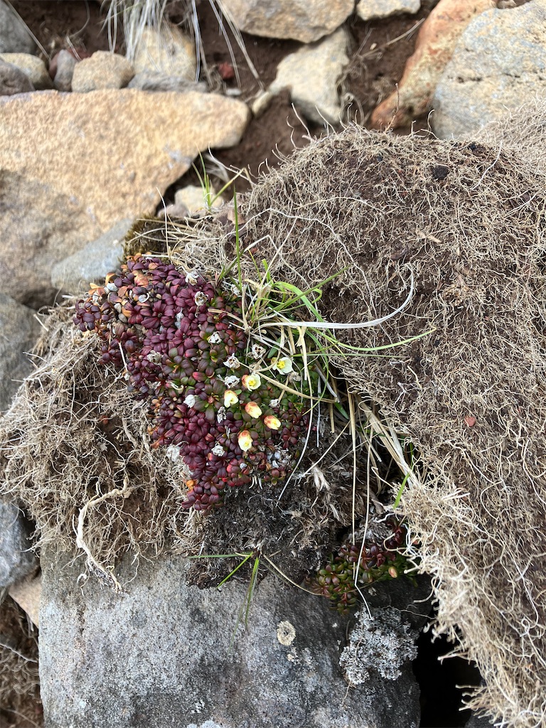 f:id:amefuri5kumanoko:20240618200726j:image