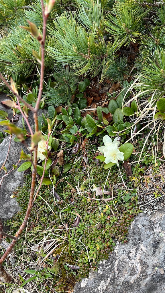 f:id:amefuri5kumanoko:20240618200730j:image