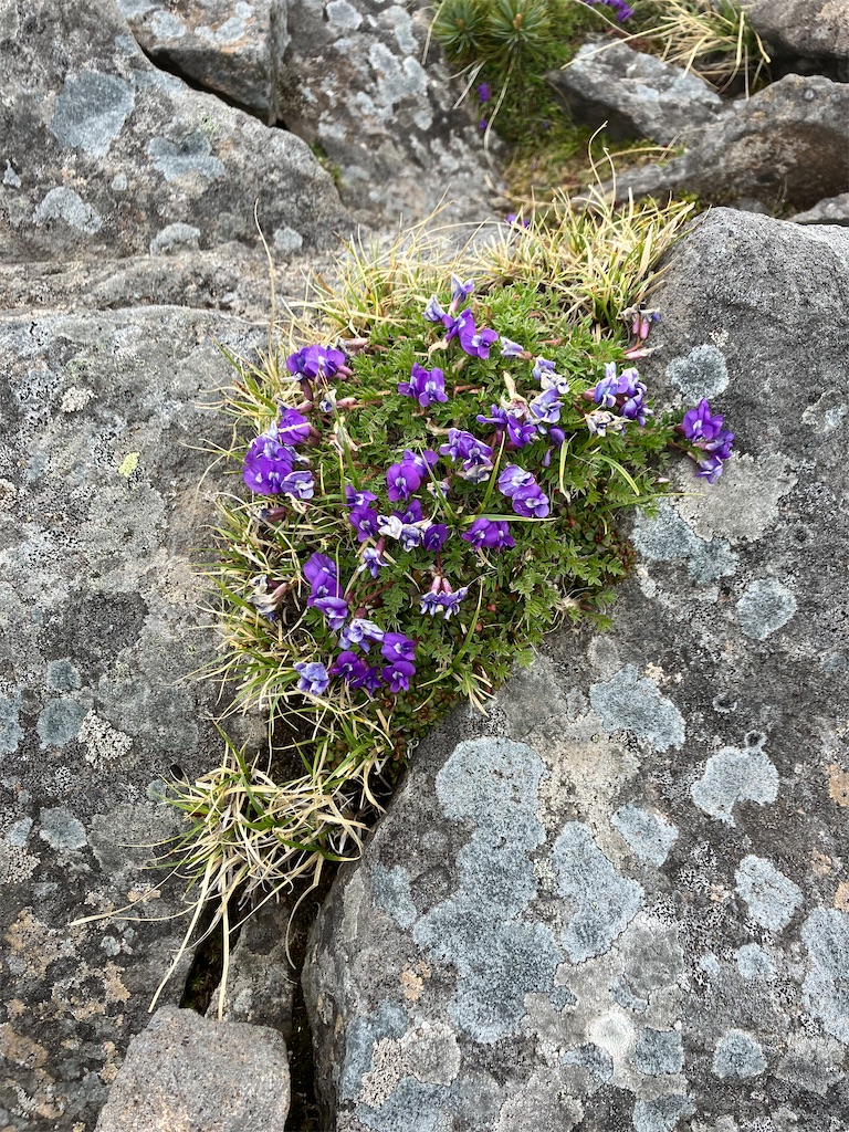 f:id:amefuri5kumanoko:20240618200734j:image