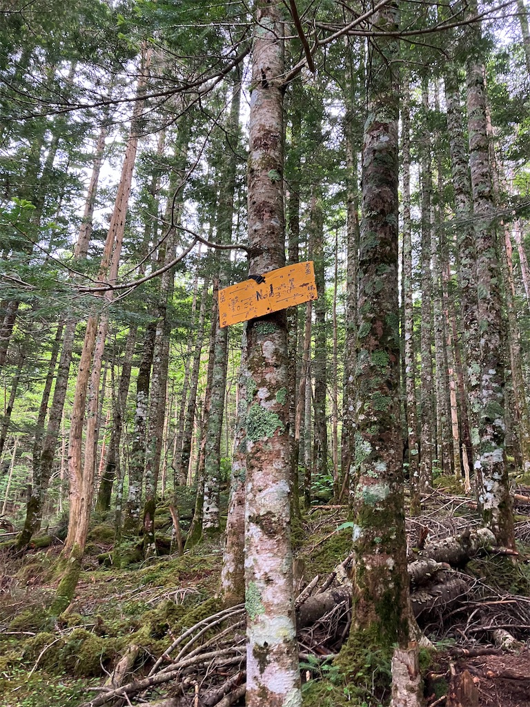 f:id:amefuri5kumanoko:20240618201001j:image