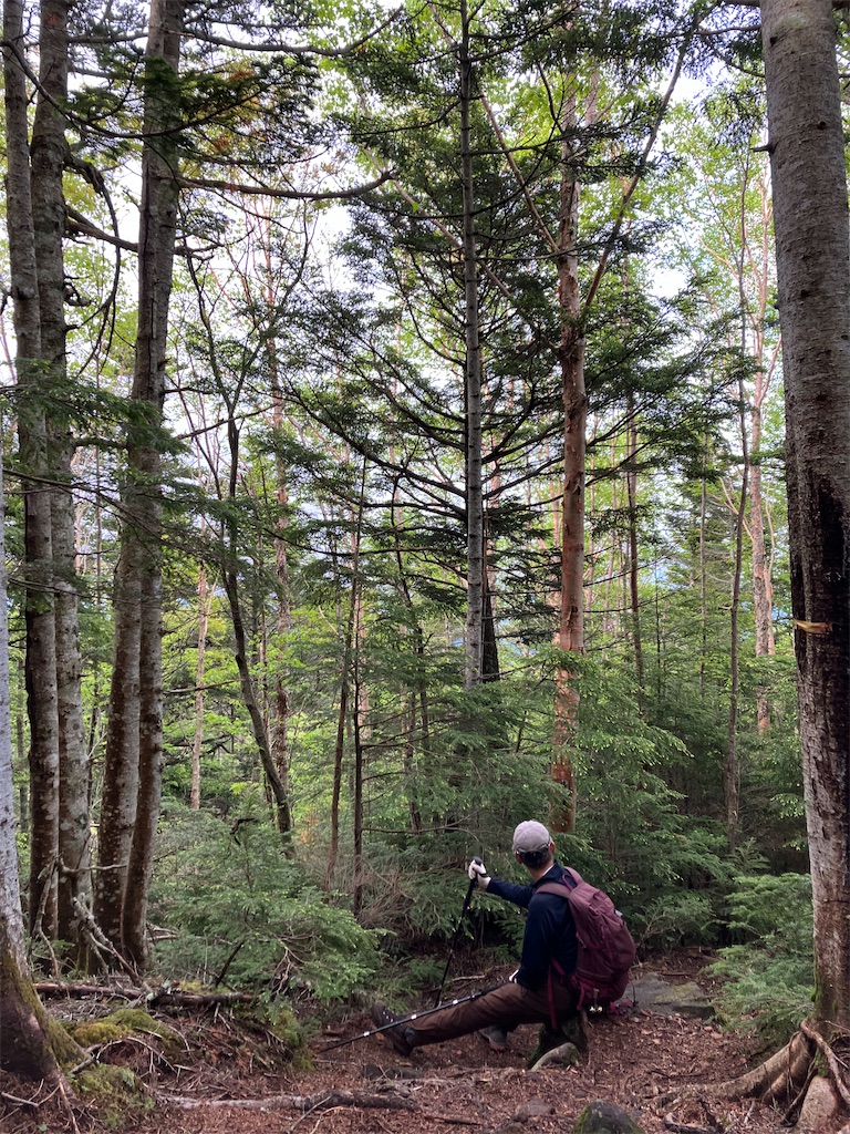 f:id:amefuri5kumanoko:20240618201012j:image