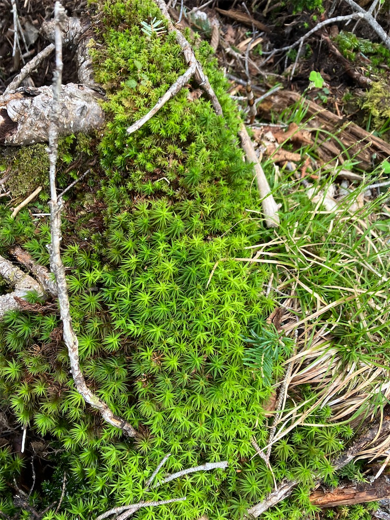 f:id:amefuri5kumanoko:20240618201035j:image