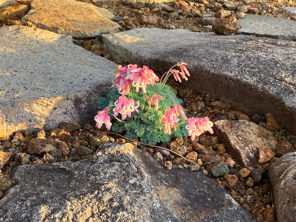 f:id:amefuri5kumanoko:20240807083627j:image