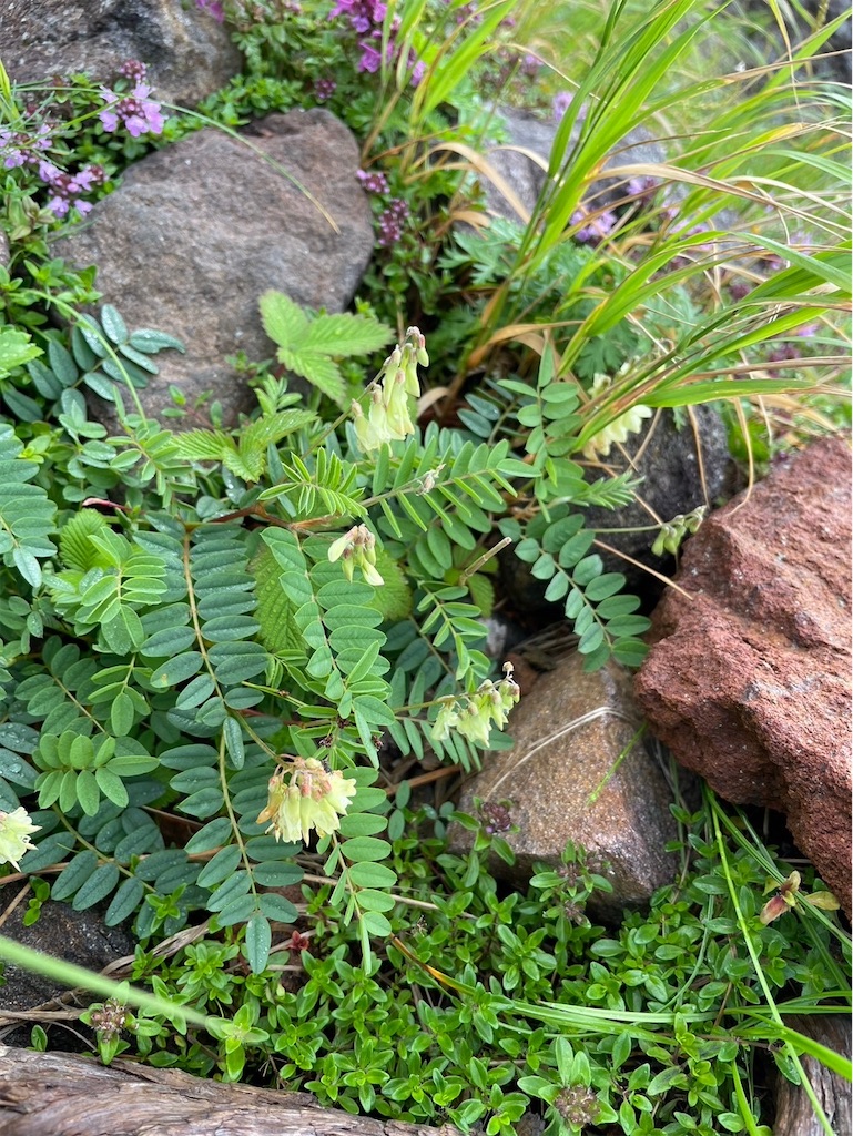 f:id:amefuri5kumanoko:20240807084230j:image