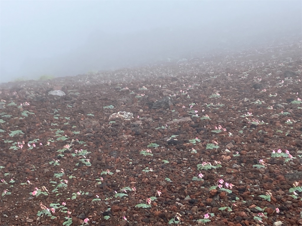 f:id:amefuri5kumanoko:20240807084714j:image