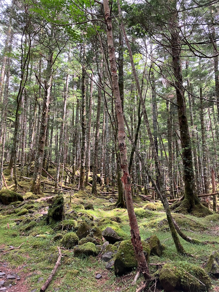 f:id:amefuri5kumanoko:20240807084730j:image