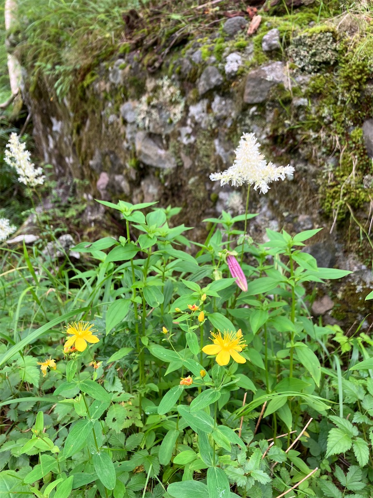 f:id:amefuri5kumanoko:20240807084739j:image