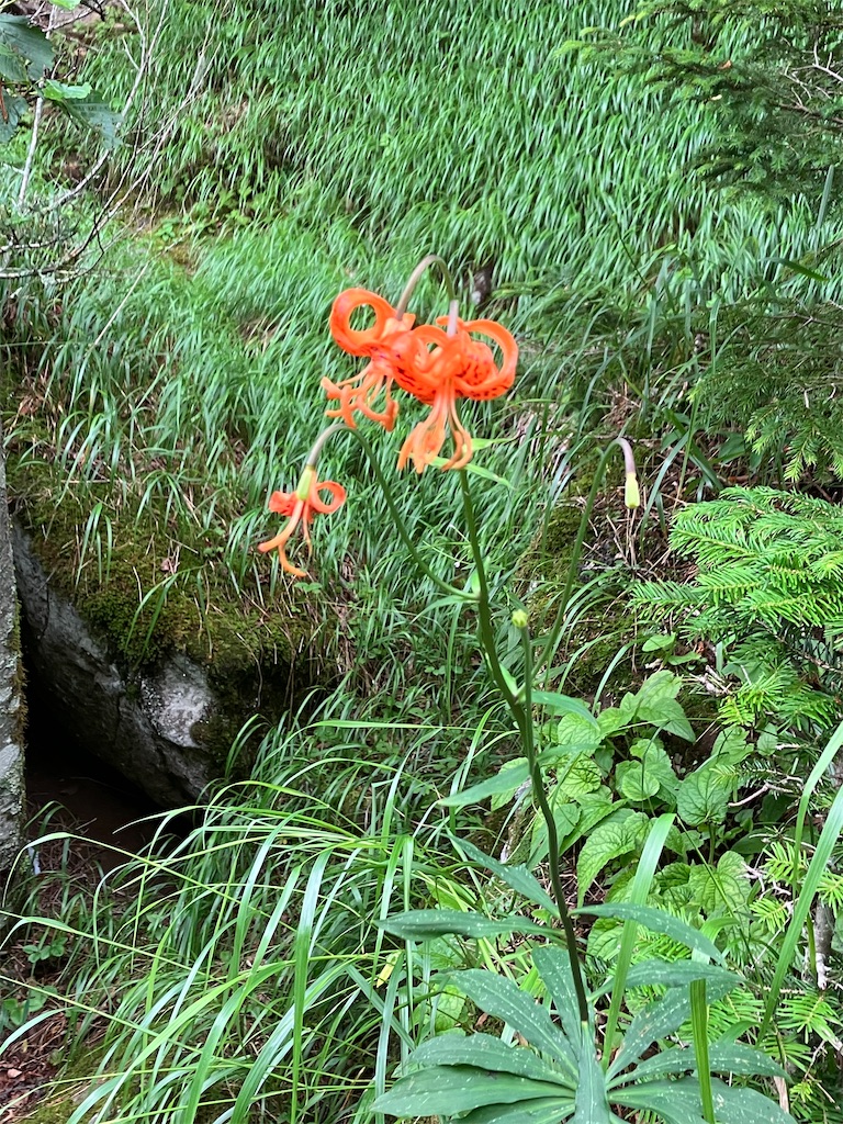 f:id:amefuri5kumanoko:20240807084749j:image