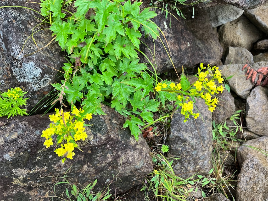 f:id:amefuri5kumanoko:20240824064340j:image