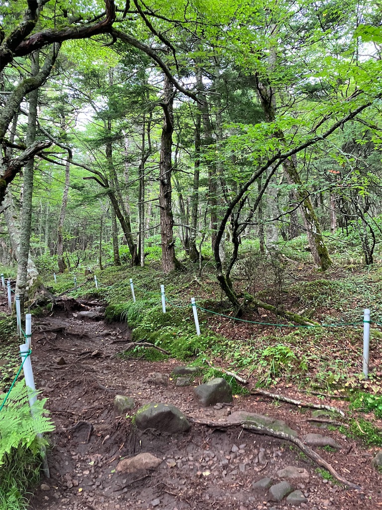 f:id:amefuri5kumanoko:20240824064346j:image