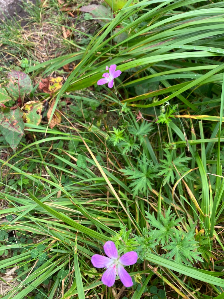 f:id:amefuri5kumanoko:20240824064351j:image