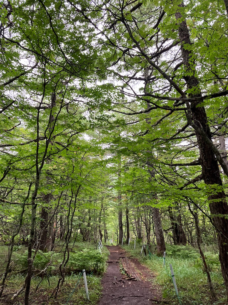 f:id:amefuri5kumanoko:20240824064353j:image