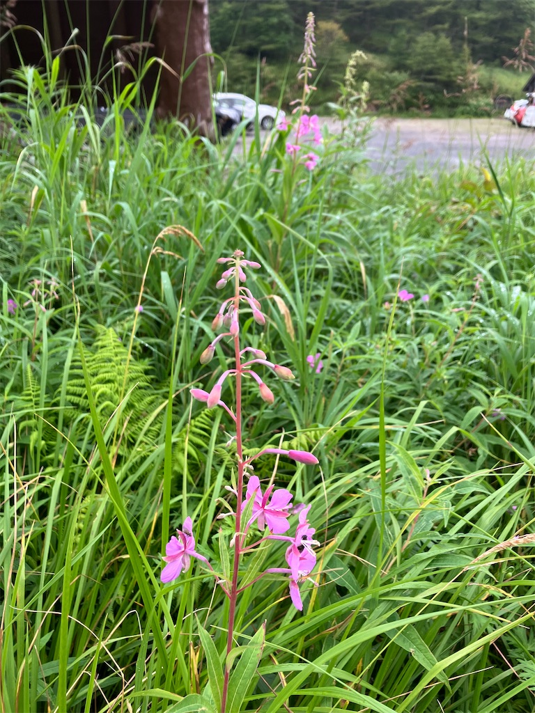 f:id:amefuri5kumanoko:20240824064356j:image