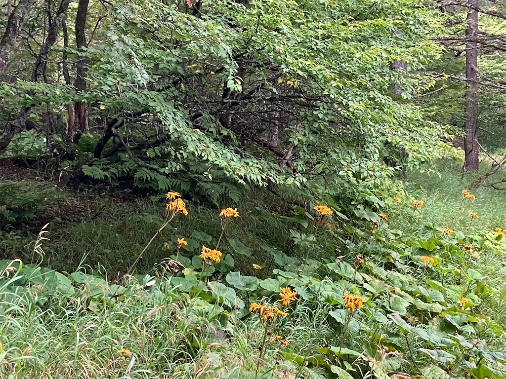 f:id:amefuri5kumanoko:20240824064359j:image