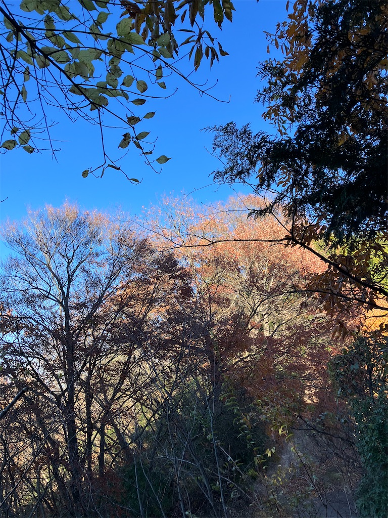 f:id:amefuri5kumanoko:20241203003839j:image