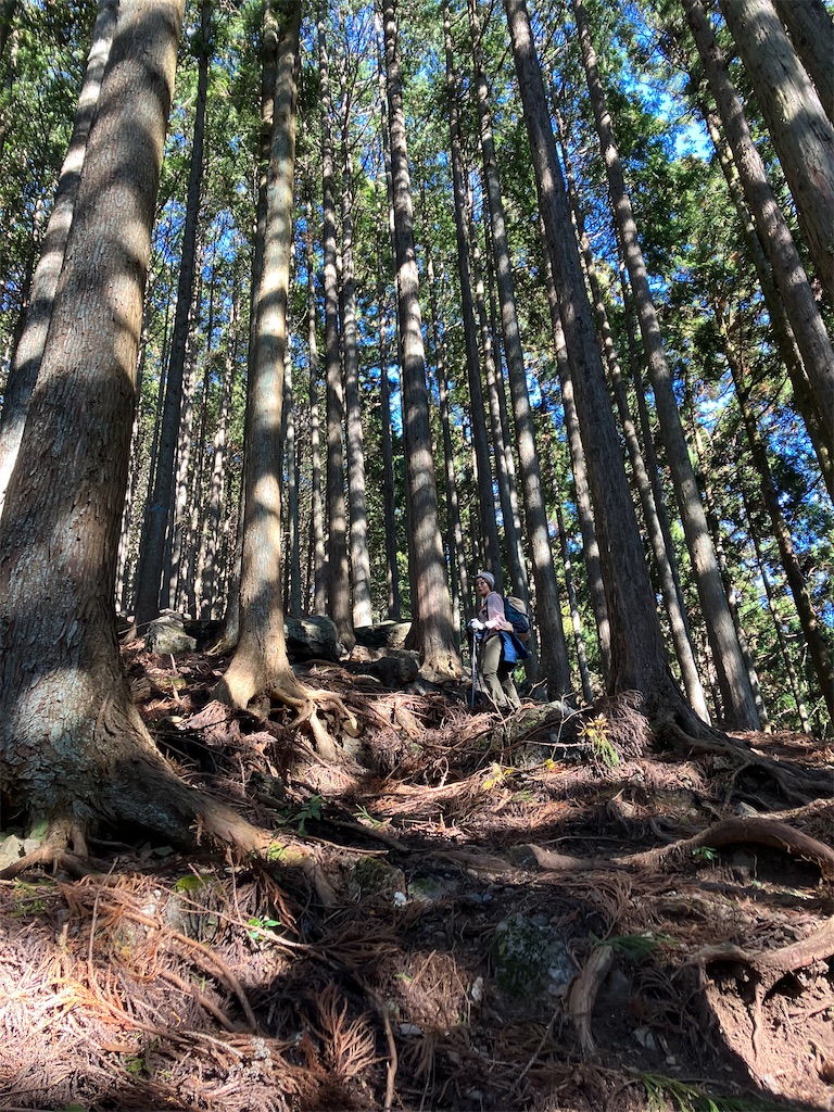 f:id:amefuri5kumanoko:20241203003850j:image