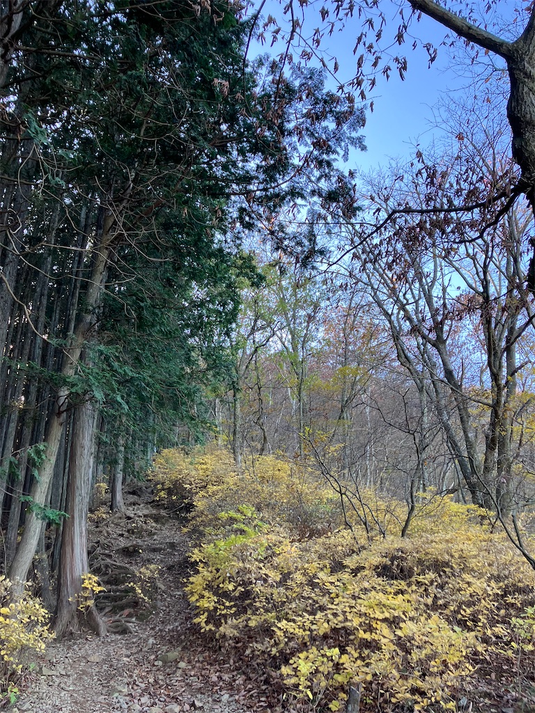 f:id:amefuri5kumanoko:20241203003918j:image