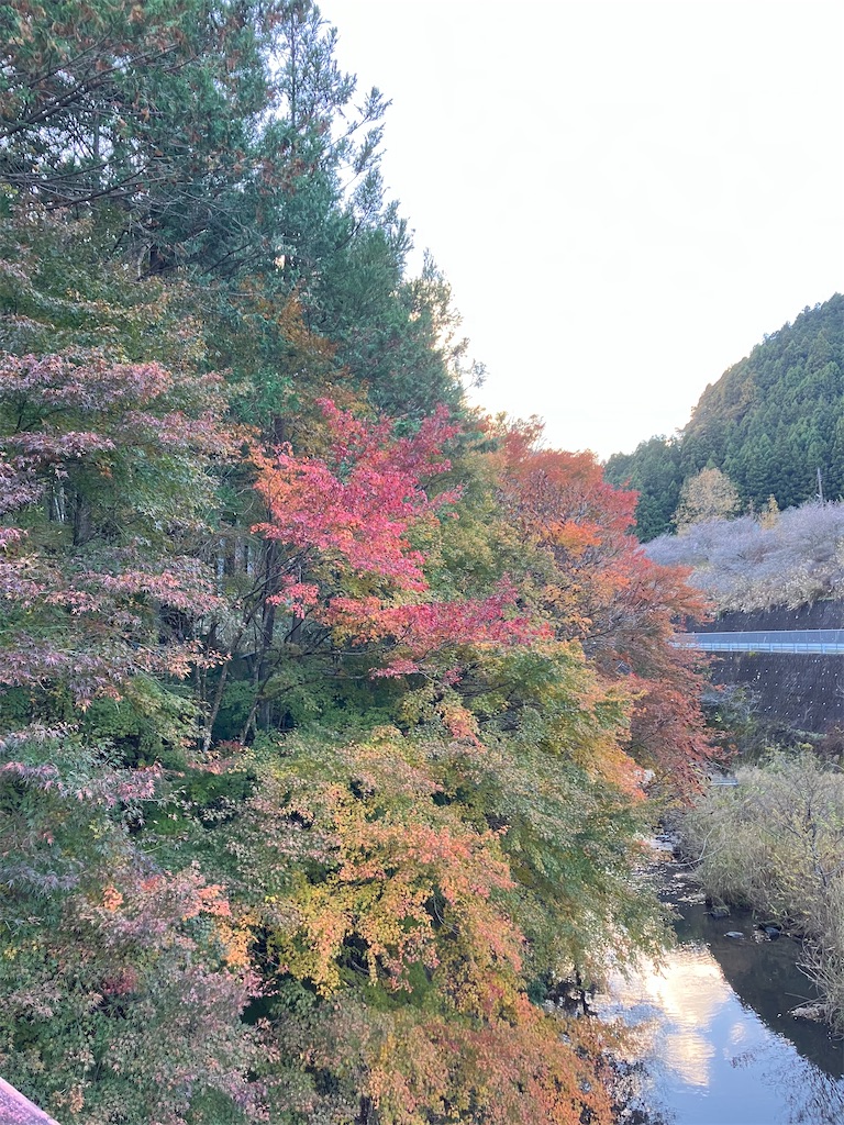 f:id:amefuri5kumanoko:20241203004020j:image