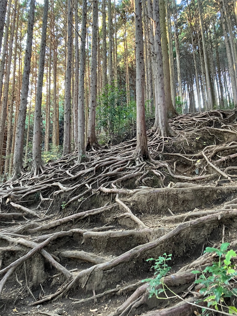 f:id:amefuri5kumanoko:20241203004031j:image