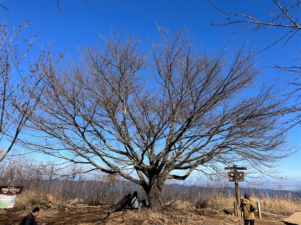 f:id:amefuri5kumanoko:20241203004049j:image