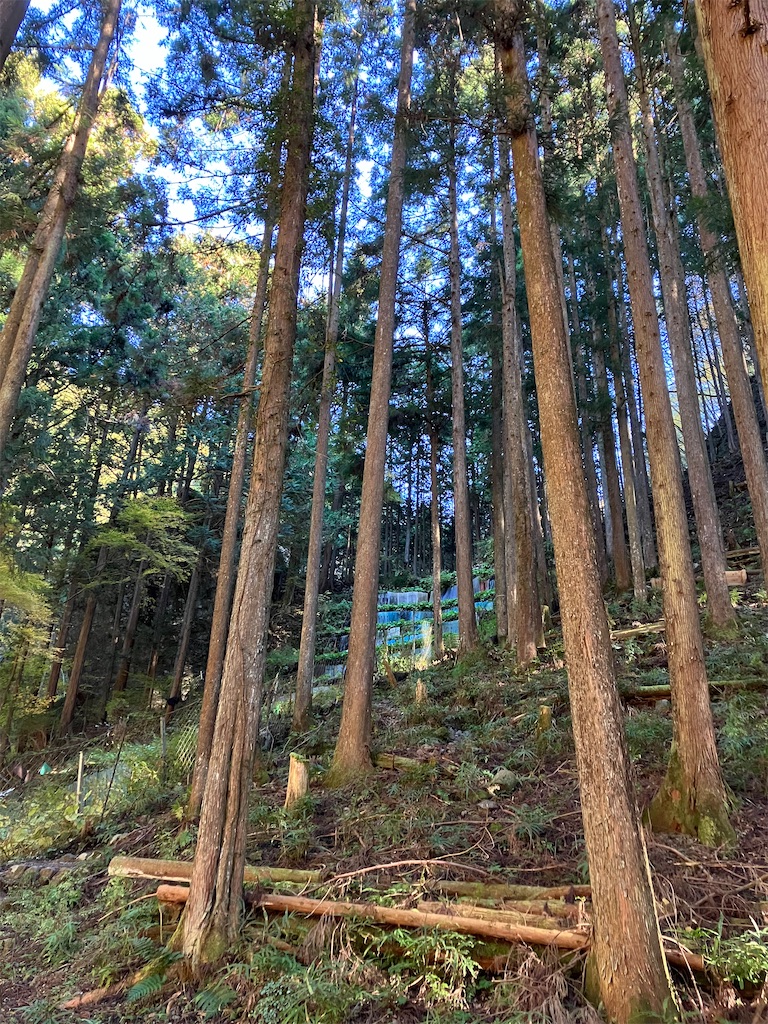 f:id:amefuri5kumanoko:20241203004103j:image