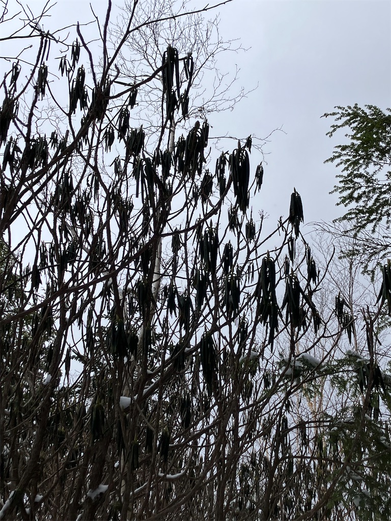 f:id:amefuri5kumanoko:20250210120254j:image