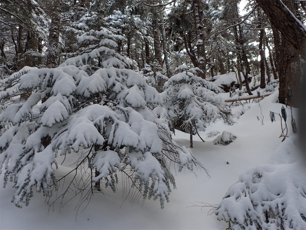 f:id:amefuri5kumanoko:20250211202510j:image