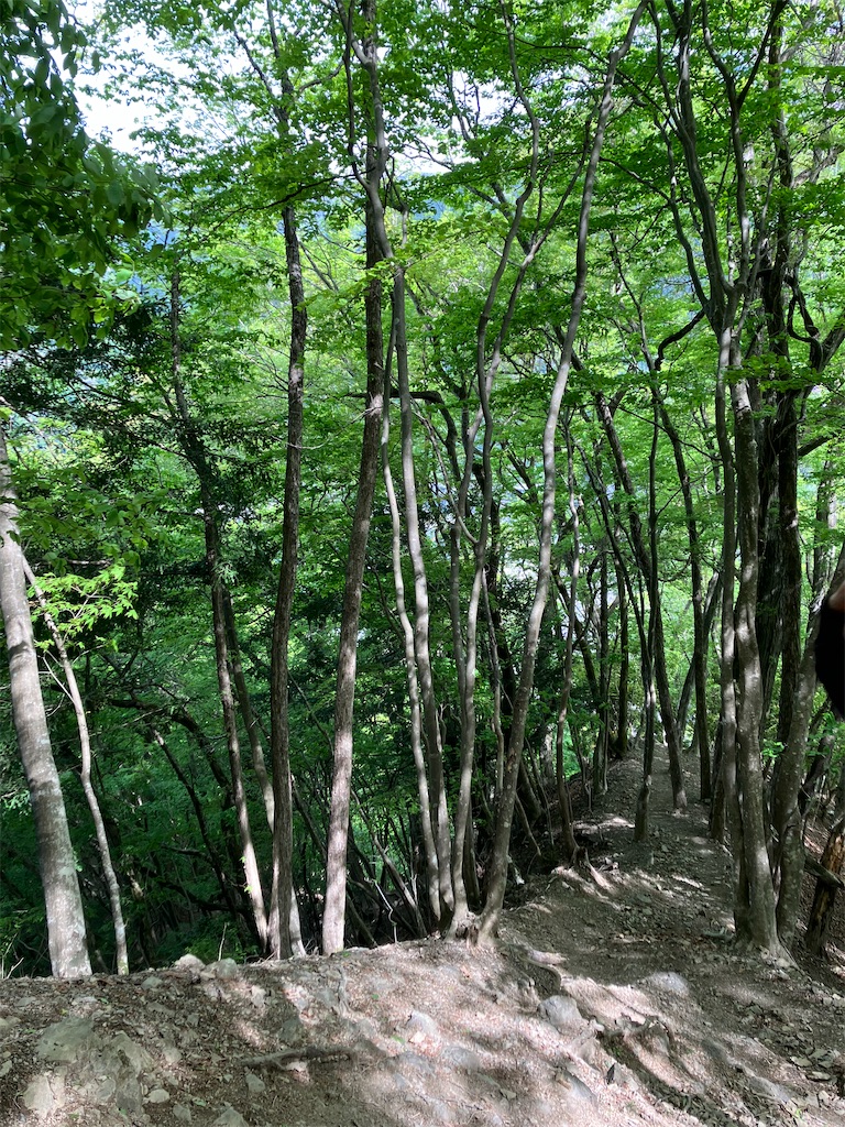 f:id:amefuri5kumanoko:20250511155153j:image