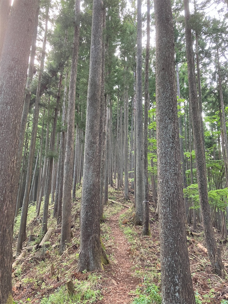f:id:amefuri5kumanoko:20250511155837j:image