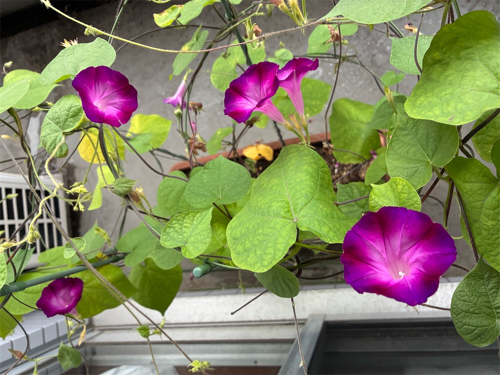 f:id:amefuri5kumanoko:20250630114503j:image