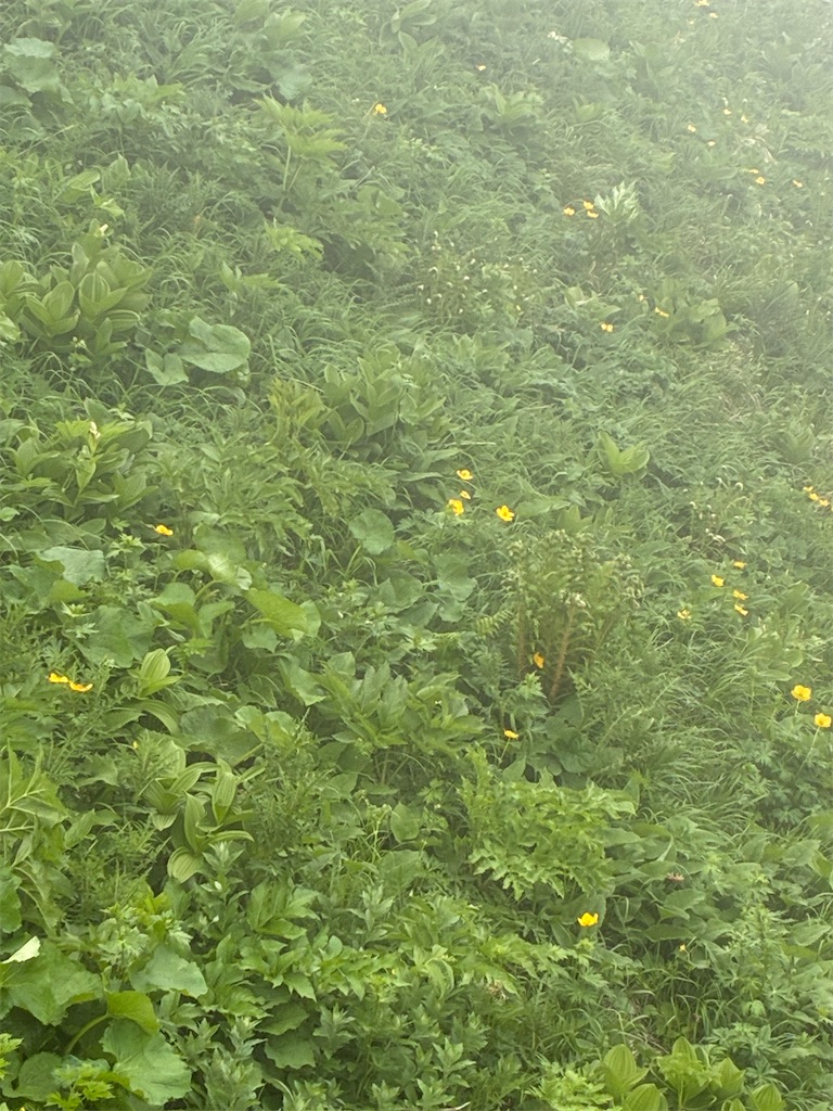 f:id:amefuri5kumanoko:20250702113129j:image