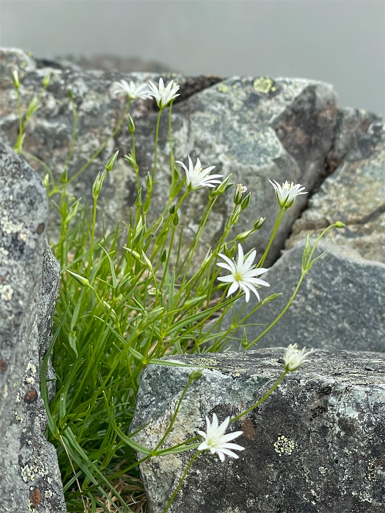 f:id:amefuri5kumanoko:20250702113209j:image