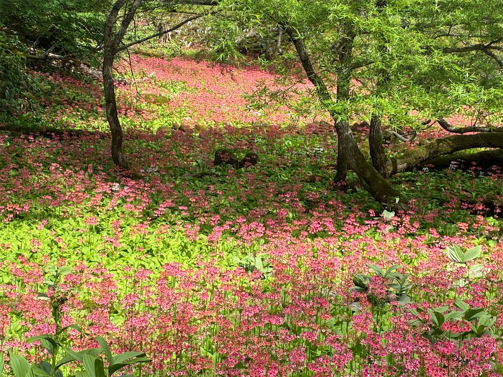 f:id:amefuri5kumanoko:20250716102650j:image