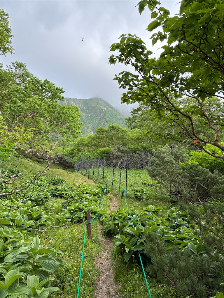 f:id:amefuri5kumanoko:20250716103459j:image