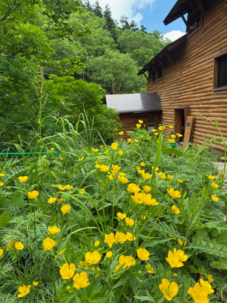 f:id:amefuri5kumanoko:20250716110129j:image