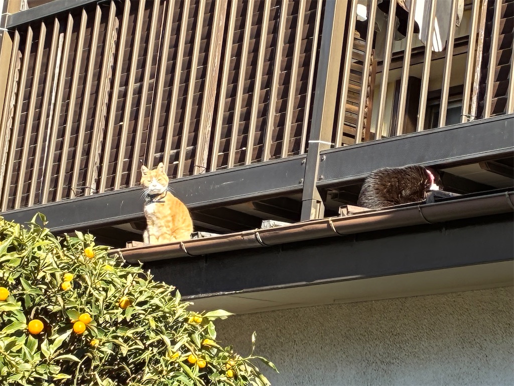 f:id:amefuri5kumanoko:20260204005604j:image