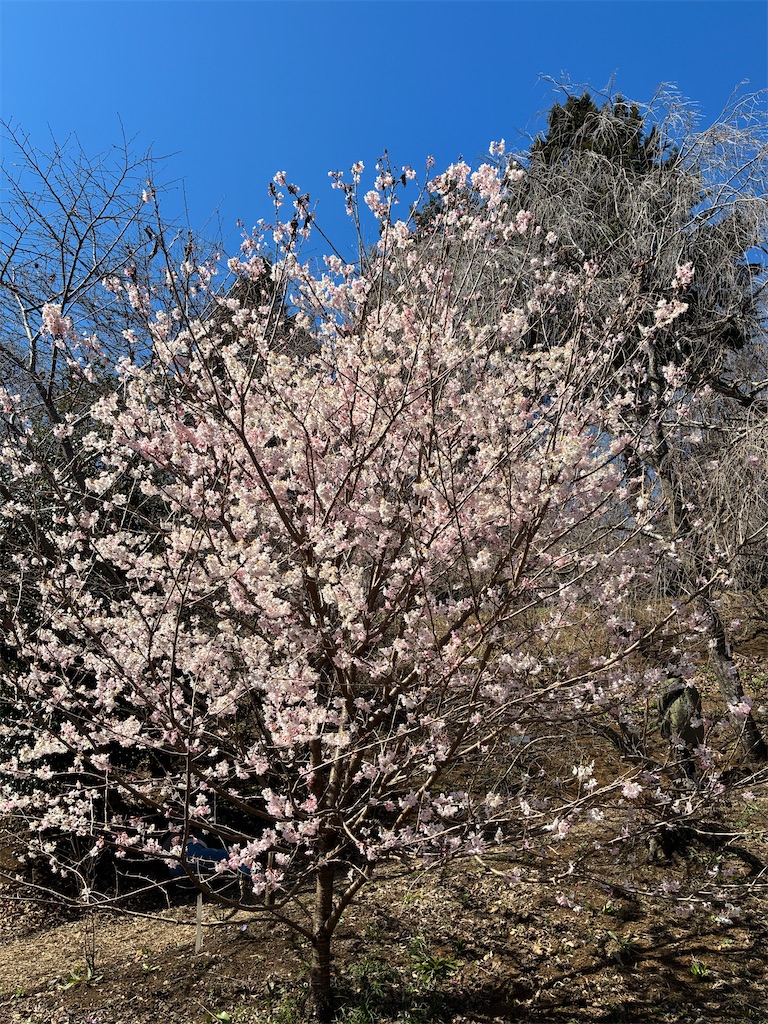 f:id:amefuri5kumanoko:20260321232418j:image