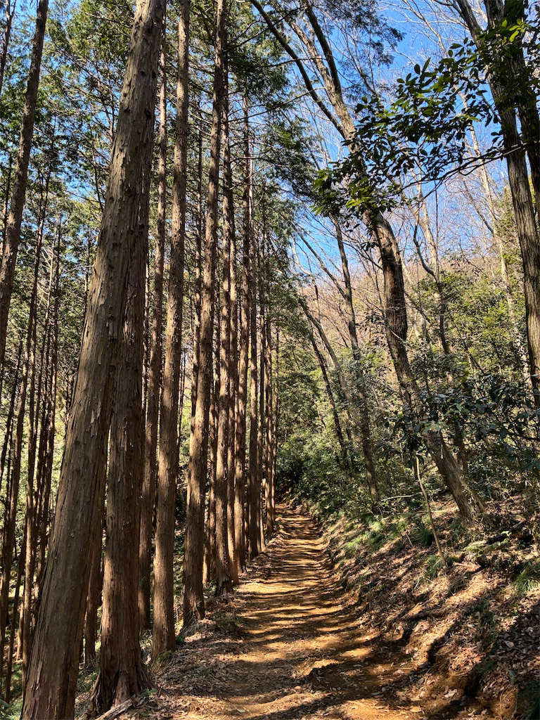 f:id:amefuri5kumanoko:20260321233048j:image