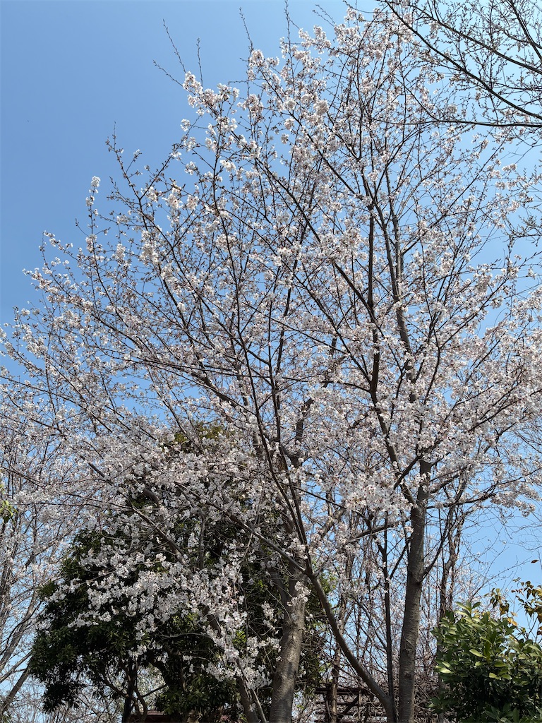 f:id:amefuri5kumanoko:20260409011650j:image