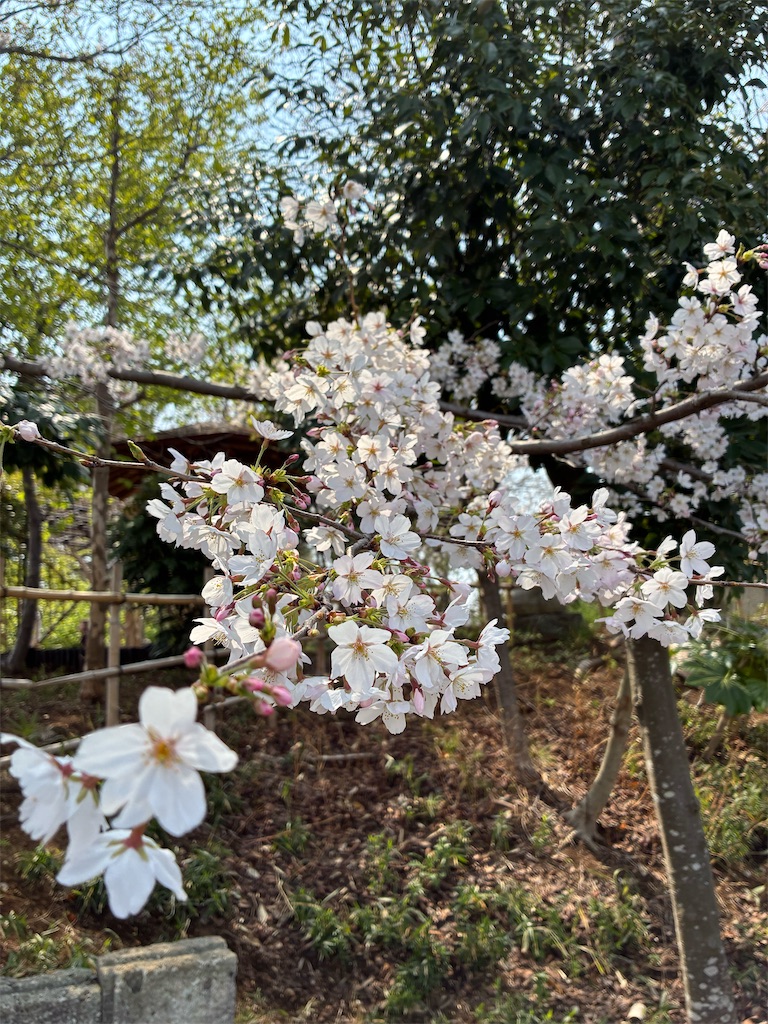 f:id:amefuri5kumanoko:20260409011701j:image