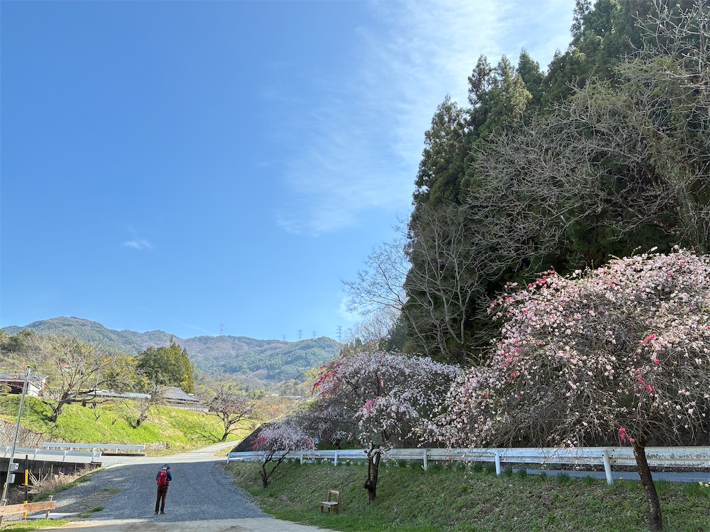 f:id:amefuri5kumanoko:20260416010601j:image f:id:amefuri5kumanoko:20260416010601j:image
