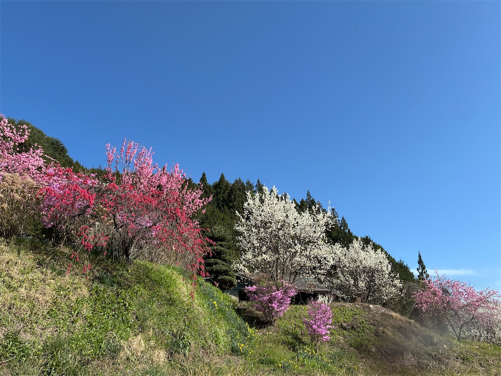 f:id:amefuri5kumanoko:20260416011005j:image f:id:amefuri5kumanoko:20260416011005j:image