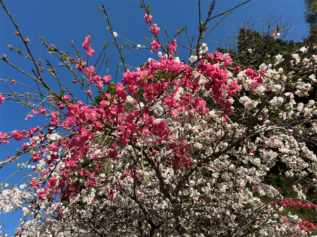 f:id:amefuri5kumanoko:20260416011013j:image f:id:amefuri5kumanoko:20260416011013j:image