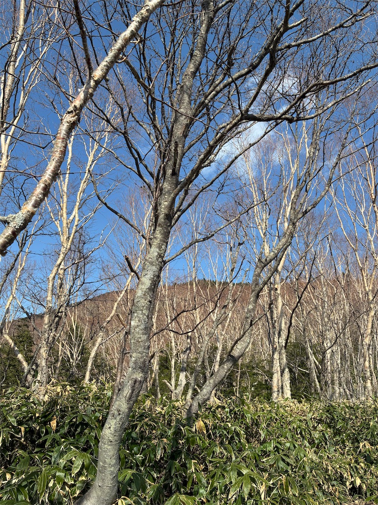 f:id:amefuri5kumanoko:20260603082232j:image f:id:amefuri5kumanoko:20260603082232j:image