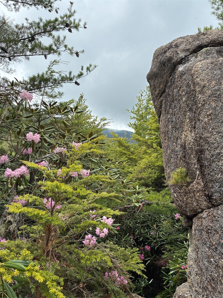 f:id:amefuri5kumanoko:20260608231756j:image